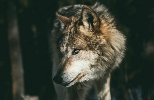 ΛΥΚΟΣ ΠΑΡΝΗΘΑ 