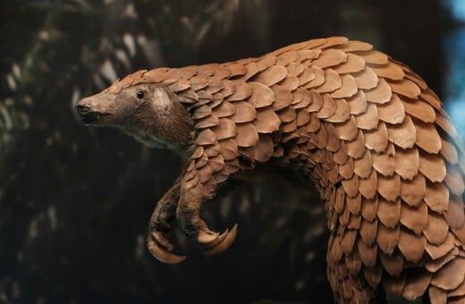 ΠΑΓΚΟΛΙΝΟΣ ΘΗΛΑΣΤΙΚΟ ΤΡΑΦΙΚΙΝΓΚ