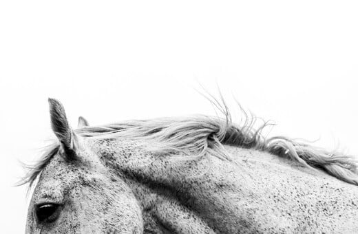 ΑΛΟΓΟ ΧΛΙΜΙΝΤΡΙΣΜΑ ΕΡΕΥΝΑ