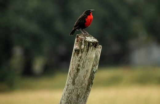 ΠΑΡΑΤΗΡΗΣΗ ΠΤΗΝΩΝ ΜΝΗΜΗ ΠΡΟΣΟΧΗ