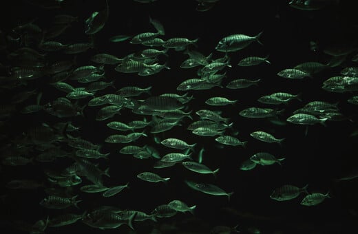 Η άνοδος της θερμοκρασίας των ωκεανών προκαλεί δραματική μείωση της θαλάσσιας ζωής