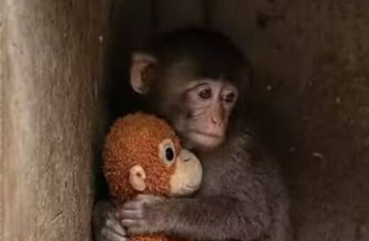 PUNCH ΜΑΙΜΟΥ ΙΑΠΩΝΙΑ