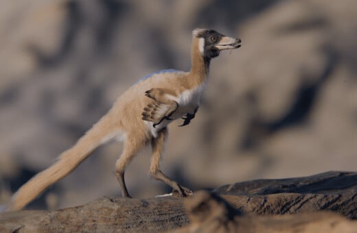 ΔΕΙΝΟΣΑΥΡΟΣ ΑΡΓΕΝΤΙΝΗ