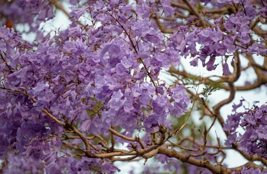 ΛΕΩΦΟΡΟΣ ΒΑΣΙΛΕΩΣ ΚΩΝΣΤΑΝΤΙΝΟΥ ΓΙΑΚΑΡΑΝΤΕΣ