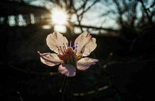 Καιρός - Κολυδάς: «Ο Μάρτιος δεν φαίνεται να επιβεβαιώνει τον χαρακτηρισμό του "γδάρτη"»