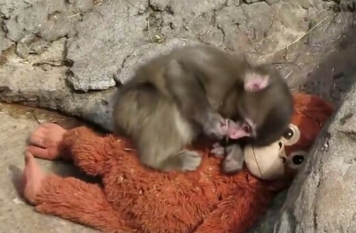 PUNCH ΙΑΠΩΝΙΑ ΜΑΚΑΚΟΣ ΜΑΪΜΟΥ ΛΟΥΤΡΙΝΟ ΠΑΙΧΝΙΔΙ