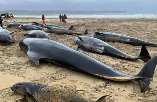 ΔΕΛΦΙΝΙΑ ΜΑΥΡΟΔΕΛΦΙΝΟ ΣΚΩΤΙΑ