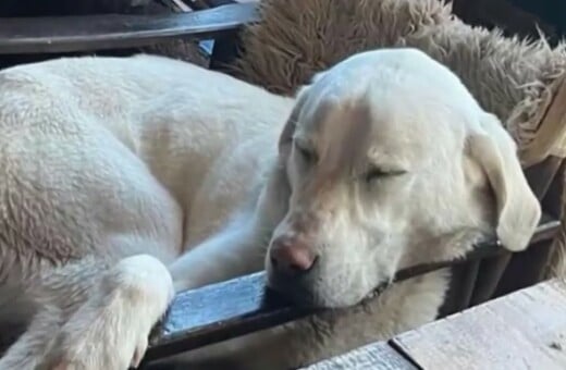 ΣΚΥΛΟΣ ΑΣΠΡΟΥΛΗΣ ΔΙΑΣΩΣΗ ΜΕΤΣΟΒΟ ΟΡΕΙΒΑΤΕΣ