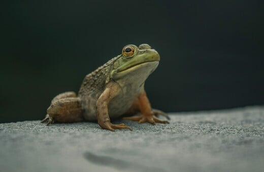 ΒΑΤΡΑΧΟΙ ΜΕΤΕΩΡΟΛΟΓΟΙ 