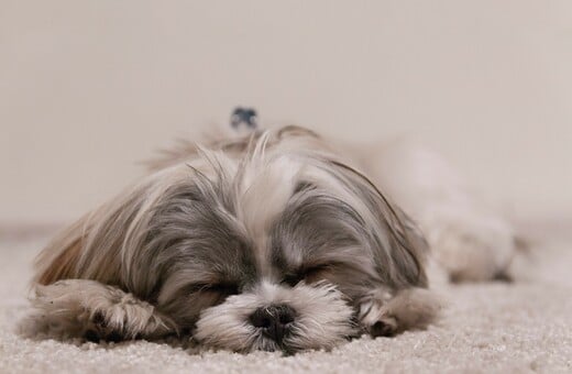 ΕΛΛΗΝΕΣ ΝΤΟΥΜΠΑΙ ΚΑΤΟΙΚΙΔΙΑ ΕΠΑΝΑΠΑΤΡΙΣΜΟΣ