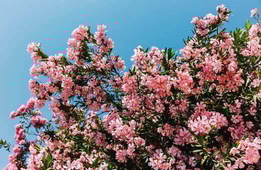 Γιατί θέλουν να ξεριζώσουν τις πικροδάφνες από τα σχολεία;