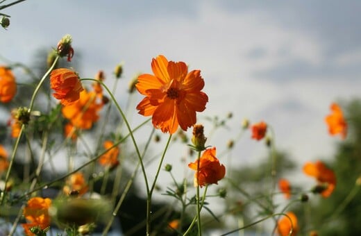 Ο καιρός σήμερα: Ήλιος, με λίγες νεφώσεις και βροχές σήμερα στη χώρα