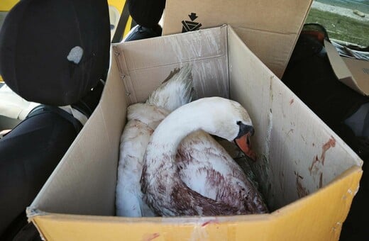 ΚΥΚΝΟΣ ΠΥΡΟΒΟΛΙΣΜΟΣ