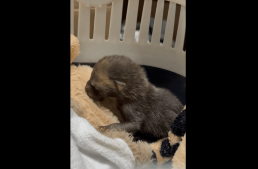 ΜΩΡΟ ΑΛΕΠΟΥ ΑΛΣΟΣ ΠΕΡΙΣΤΕΡΙΟΥ