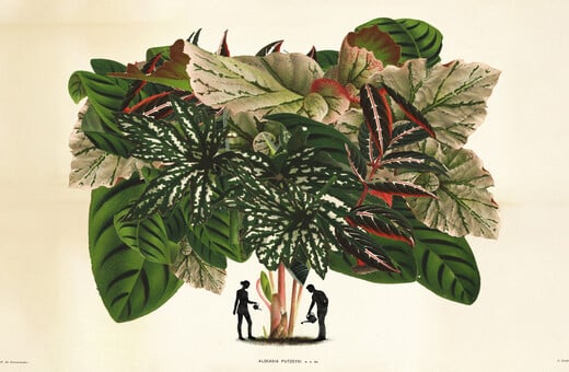 ΕΠΕΞ Φτιάξαμε ινσταγκραμικούς κήπους. Ξοδέψαμε περιουσίες. Τώρα μαράθηκαν όλα