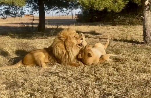 Δυο ερωτευμένα λιοντάρια βγαίνουν για πρώτη φορά από το κλουβί τους