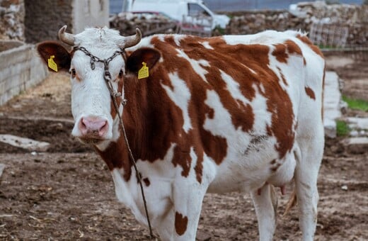 ΑΦΘΩΔΗΣ ΠΥΡΕΤΟΣ ΛΕΣΒΟΣ ΚΡΟΥΣΜΑ ΜΕΤΡΑ