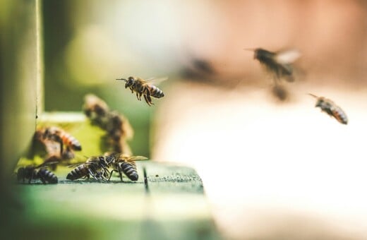 ΜΕΛΙΣΣΑ ΤΣΙΜΠΗΜΑ ΝΕΚΡΟΣ ΝΑΥΠΛΙΟ