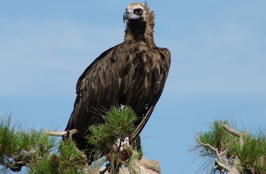 ΘΑΝΑΤΩΣΗ ΜΑΥΡΟΓΥΠΑΣ ΔΑΣΟΣ ΔΑΔΙΑ