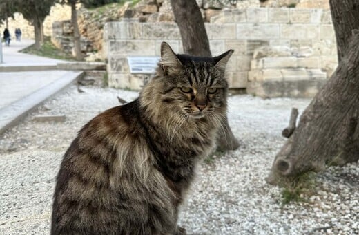 Πέθανε η Λουκία, η πιο δημοφιλής γάτα της Ακρόπολης