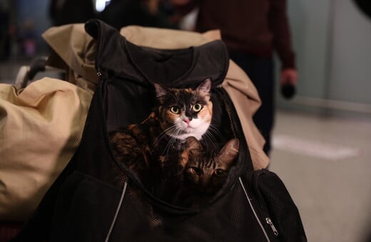 ΕΛΛΗΝΕΣ ΚΑΤΟΙΚΙΔΙΑ ΕΠΑΝΑΠΑΤΡΙΣΜΟΣ ΕΛΛΑΔΑ ΜΕΣΗ ΑΝΑΤΟΛΗ