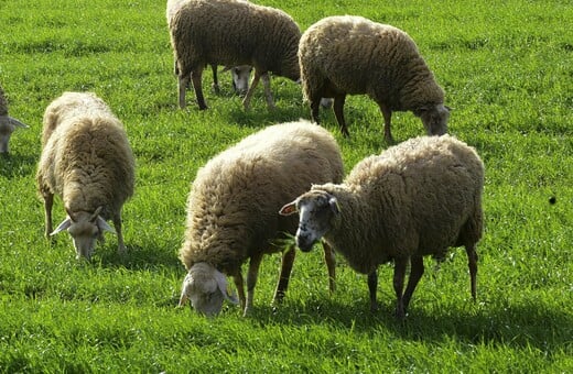 ΑΦΘΩΔΗΣ ΠΥΡΕΤΟΣ ΛΕΣΒΟΣ ΜΕΤΡΑ