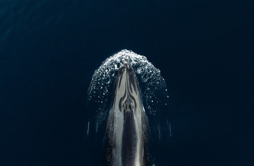 ΦΑΛΑΙΝΑ ΙΧΝΗ DNA