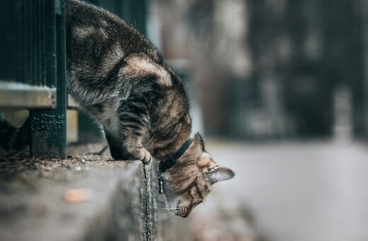 ΓΑΤΕΣ ΕΡΕΥΝΑ