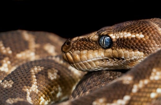 ΠΥΘΩΝΑΣ ΑΙΜΑ ΦΑΡΜΑΚΟ ΠΑΧΥΣΑΡΚΙΑ