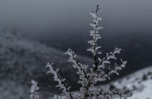ΚΑΙΡΟΣ ΤΣΑΤΡΑΦΥΛΛΙΑΣ ΚΡΥΟ ΠΑΣΧΑ