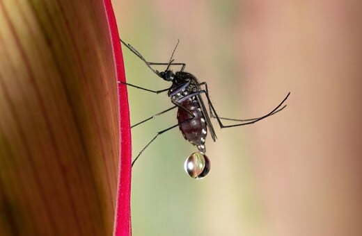 ΚΟΥΝΟΥΠΙΑ ΕΡΕΥΝΑ ΤΣΙΜΠΗΜΑ