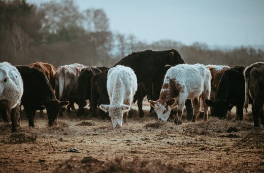 ΛΕΣΒΟΣ ΜΥΤΙΛΗΝΗ ΑΦΘΩΔΗΣ ΠΥΡΕΤΟΣ