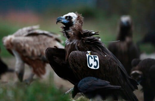 ΔΑΔΙΑ ΔΑΣΟΣ ΕΒΡΟΣ ΜΑΥΡΟΓΥΠΕΣ ΦΟΛΕΣ