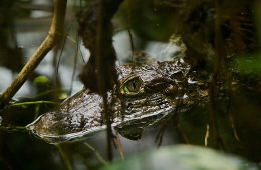 ΙΤΑΛΙΑ ΑΛΙΓΑΤΟΡΕΣ ΑΝΑΚΟΝΤΑ ΑΓΡΙΑ ΖΩΑ