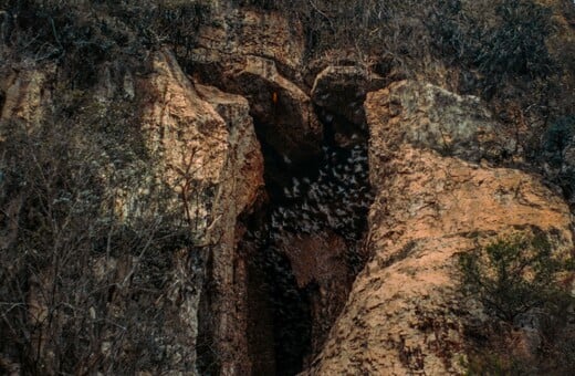 ΚΑΜΠΟΤΖΗ ΣΠΗΛΑΙΟ ΕΙΔΗ ΖΩΑ