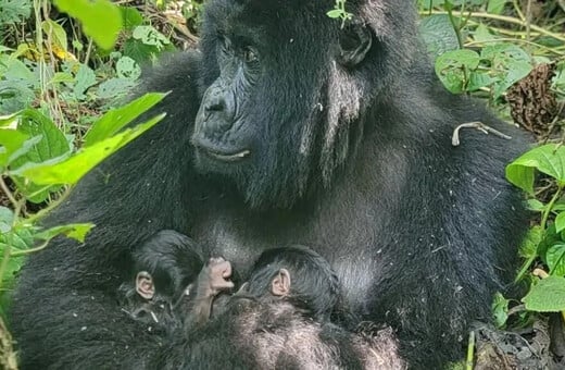 ΚΟΝΓΚΟ ΓΟΡΙΛΕΣ