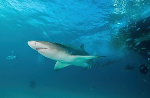 ΚΑΡΧΑΡΙΕΣ ΜΠΑΧΑΜΕΣ ΚΟΚΑΙΝΗ ΚΑΦΕΙΝΗ