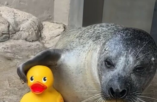 ΦΩΚΙΑ ΒΟΣΤΟΝΗ ΠΛΑΣΤΙΚΑ ΠΑΠΑΚΙΑ