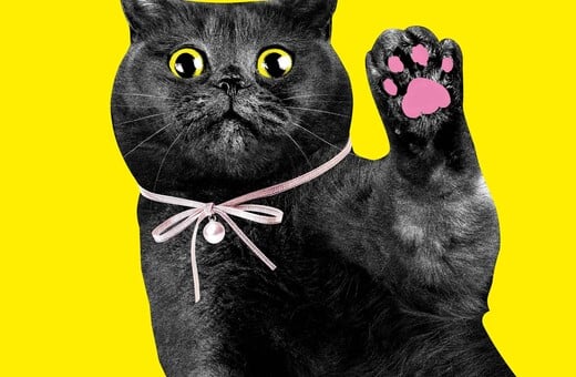 «CATS!»: Η γάτα ως λατρευτικό αντικείμενο και σύμβολο της ποπ κουλτούρας