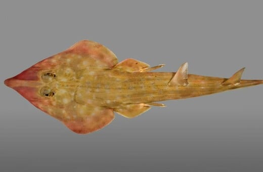 ΚΑΡΧΑΡΙΑΣ ΚΙΘΑΡΑ