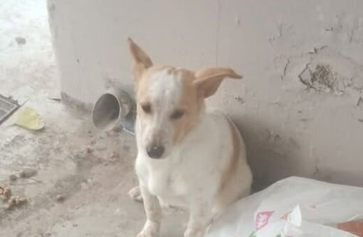 ΣΚΥΛΟΣ ΛΕΜΕΣΟΣ ΣΤΑΣΗ ΛΕΟΦΩΡΕΙΟΥ ΕΓΚΑΤΑΛΕΙΨΗ