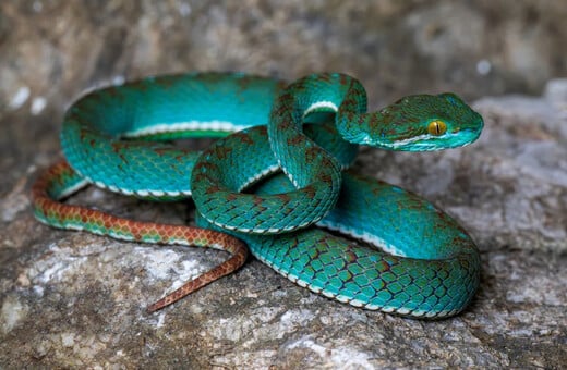 Τιρκουάζ οχιά και «ιπτάμενο φίδι» ανάμεσα στα σπάνια είδη που ανακαλύφθηκαν σε σπήλαιο στην Καμπότζη