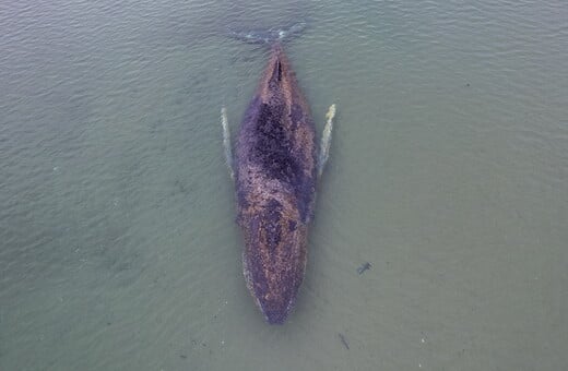 ΦΑΛΑΙΝΑ ΓΕΡΜΑΝΙΑ ΔΙΑΣΩΣΗ