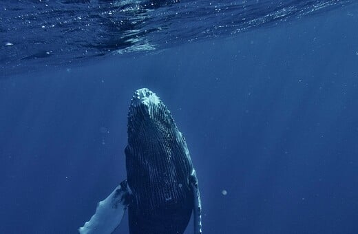 ΦΑΛΑΙΝΑ ΦΥΣΗΤΗΡΑΣ ΓΕΝΝΑ