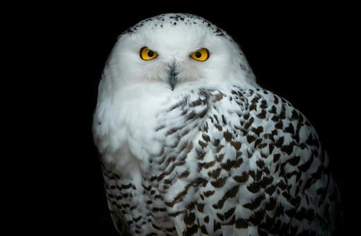 ΚΟΥΚΟΥΒΑΓΙΑ ΟΗΕ ΕΙΔΗ ΖΩΑ