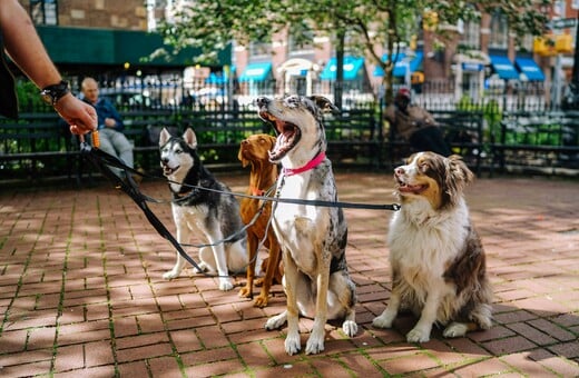 ΚΛΙΜΑ ΚΛΙΜΑΤΙΚΗ ΑΛΛΑΓΗ ΣΚΥΛΙΑ ΚΑΤΟΙΚΙΔΙΑ