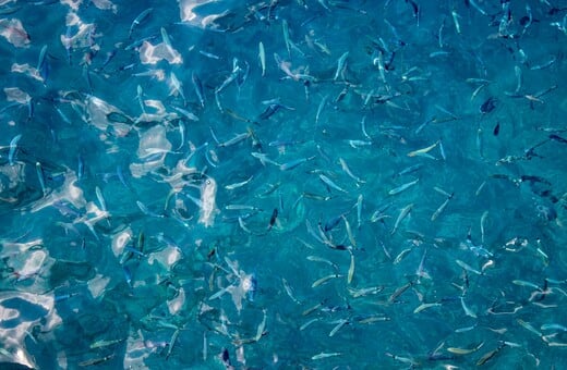 ΑΓΓΛΙΑ ΨΑΡΙΑ ΥΠΕΡΑΛΊΕΥΣΗ ΑΚΤΙΒΙΣΤΕΣ