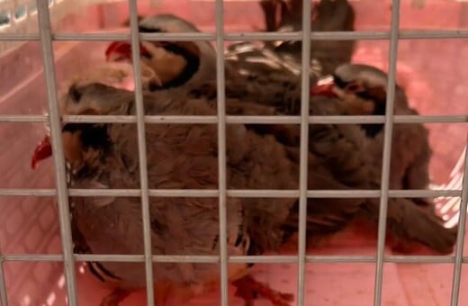 ΑΜΠΕΛΟΚΗΠΟΙ ΠΑΡΑΝΟΜΟ ΜΑΝΤΡΙ ΕΦΕΤ CEO ΕΤΑΙΡΕΙΑΣ