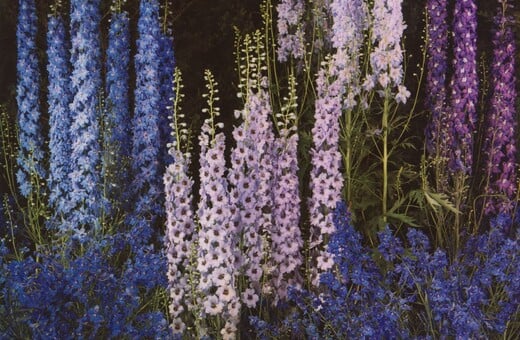 Θέλω να δεις τα λουλούδια όπως τα βλέπω εγώ 