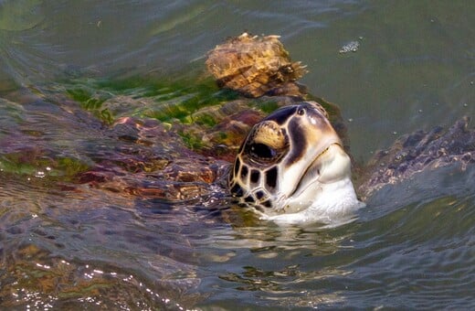 ΗΠΑ ΚΟΛΠΟΣ ΤΟΥ ΜΕΞΙΚΟΥ ΑΠΕΙΛΟΥΜΕΝΑ ΕΙΔΗ